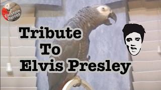 Einstein's Tribute to Elvis Presley
