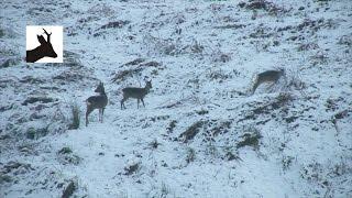 Winter roe deer cull. Deer stalking, hunting, shooting. Scotland.