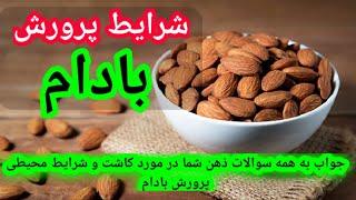 بادام | شرایط محیطی برای پرورش بادام | هرس بادام | آبیاری بادا | Environmental conditions of almonds