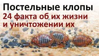 Все, что нужно знать о постельных клопах, чтобы быстро от них избавиться