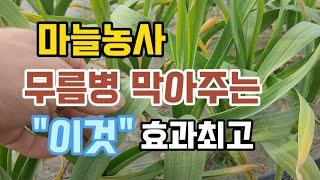 마늘 무름병및병원균 차단해주는이것!! 1만원투자해보세요~ 마늘농사 칼슘제 사용방법.마늘농사기법