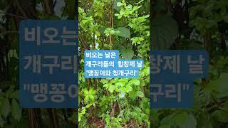 맹꽁이와 개구리의 이중창