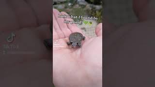 BABY TURTLE Found By My Pond!  #shorts