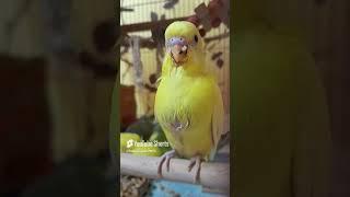 Baby budgie #birds #tamed #cockatil #cockatel #cockatielbird #cute #babybirds #parrot