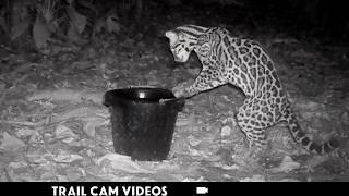 Wildlife Trail Camera Videos 2025: Awesome Animal Activity!