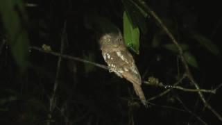 Worlds Weirdest Bird - Indian Frogmouth