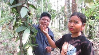 Interview With vanilla pollination expert Girl from North garo hills.Miss Sweetha sangma