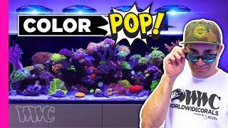 VIBRANT 180 Gallon MOST COLORFUL One Year Old Reef Tank!!!