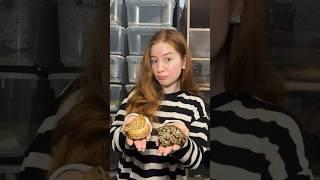 Сколько змей в этом видео вы насчитали?  #лучшийподарок