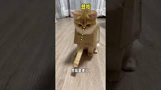 【牛奶是只猫】小老三：为什么两个姐姐都那么聪明？难道就是因为我长得好看吗？