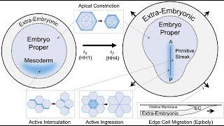 Mattia Serra: Control of Modular Tissue Flows Shaping the Embryo in Avian Gastrulation