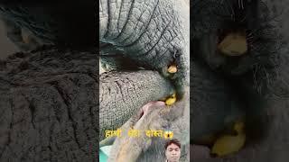  #elephant #animals #cute #zoo #satisfying #funny #nkvlog #nkvlogs