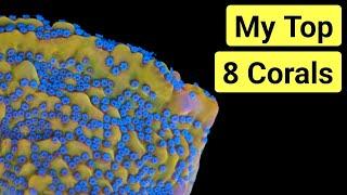 Top 8 Best Corals