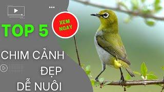 TOP 5 LOÀI CHIM ĐẸP DỄ NUÔI TẠI VIỆT NAM