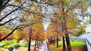 2024 .12中台禪寺 冬季落羽松美景！Taiwan's Chung Tai Chan Monastery Winter Bald Cypress Beauty