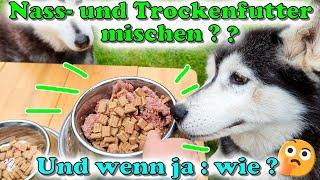 Nassfutter und Trockenfutter mischen: Ja / Nein? Unserse langjährige Erfahrung & der richtige Mix! 