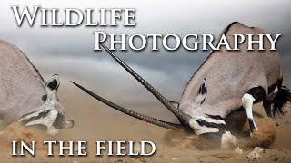 Wildlife Photography - Photographing the Gemsbok/Oryx in Kgalagadi Transfrontier National Park