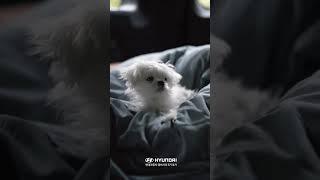 현대자동차 엠버서더 8기 후기!