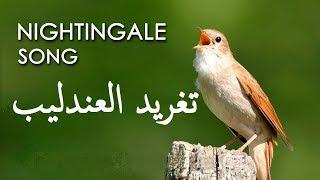 تغريد العندليب chant de rossignol nightingale song