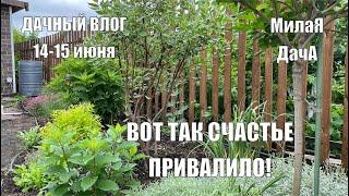 Счастье привалило | Дачный влог 14-15 июня