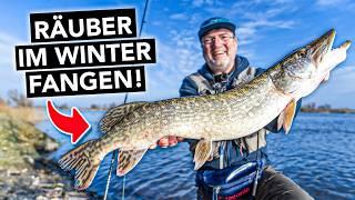 predatory fish fishing in winter