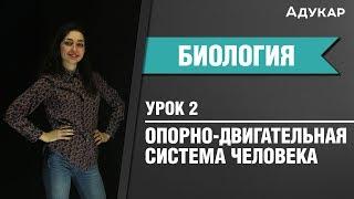 Опорно-двигательная система человека | Биология ЕГЭ, ЦТ