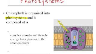 Ch 10 Narrated  powerpoint Part 1  Photosynthesis Light reactions