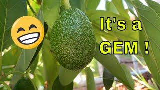 GEM Avocado Harvest 2021