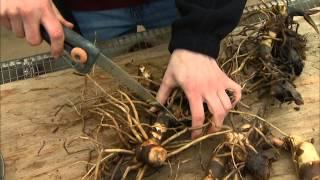 Dividing and Potting Stored Cannas