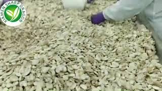 frozen wholesale white mushroom-Xiamen Sharp Dragon International Trading Co.,Ltd