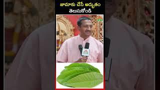 జామాకు చేసే అద్భుతం తెలుసుకోండి | guava leaves benefits | Dr. Ravi Verma | PMC Health