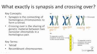 5.2.3 Synapsis and Crossing Over