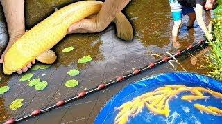 SEINING MY KOI POND | HOW MANY FISH ARE IN THERE? | SEINE NET HARVEST NATURAL MUD LAKE,CATCHING CARP