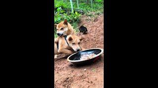 The Battle of the Double Saints Yellow Sand Great Saint Chinese Pastoral Dog Dog Eat Dog Dog