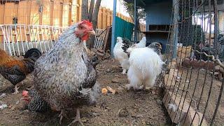 Backyard Chickens 10 Hours Relaxing Chicken Sounds Video Hens Clucking Roosters Crowing!