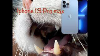 Iphone 13 Pro Max demo with my Persian Cats