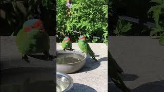 Musk Lorikeet couple drinking water