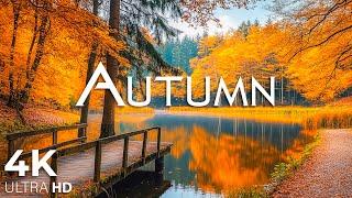 Enchanting Autumn Forests with Beautiful Piano Music4K Autumn Ambience & Fall Foliage #20