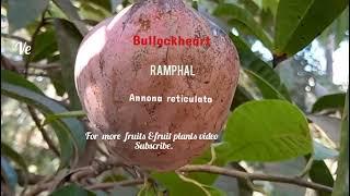 Ramphal plant with fruits. bullockheart plant with fruits. annonareticulata plant with fruits