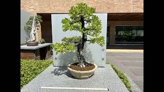 Beautiful and amazing Bonsai trees collection from the Chicago Botanical Garden