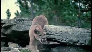 Nature's Perfect Predators - Mountain Lion