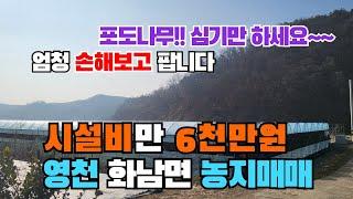 (S234)영천농지매매 A급비가림시설.지하수 포도 심기만 하세요 영천시 화남면 3382m² (1023평) 합1억7천만원 영천포도밭 화남면농지 화남면포도밭 영천땅 영천부동산