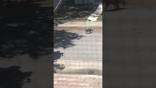 Random raccoon just living its life #animals #animallover #zoology #raccoon #raccoons