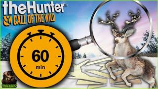 We MUST Get The Great One Mule Deer In 60 Minutes OR ELSE! Call of the wild