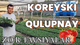 KOREYSKI QULUPNAY. AJOYIB MASLAXATLAR ️+998 94 016 95 99