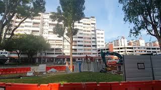 Mahogany trees along Serangoon Ave 2 were axed on 3rd/4th April 2024 to make way for drain widening