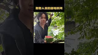 憨憨人类的倒霉瞬间