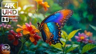 Symphony of Insects - 4K Graceful Butterfly with Soft Relaxing Music