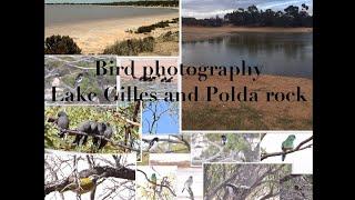 Bird Photography || Polda rock and Lake Gilles conservation park