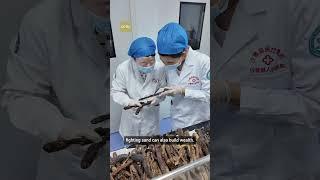 The desert plant that might change skincare #xinjiang